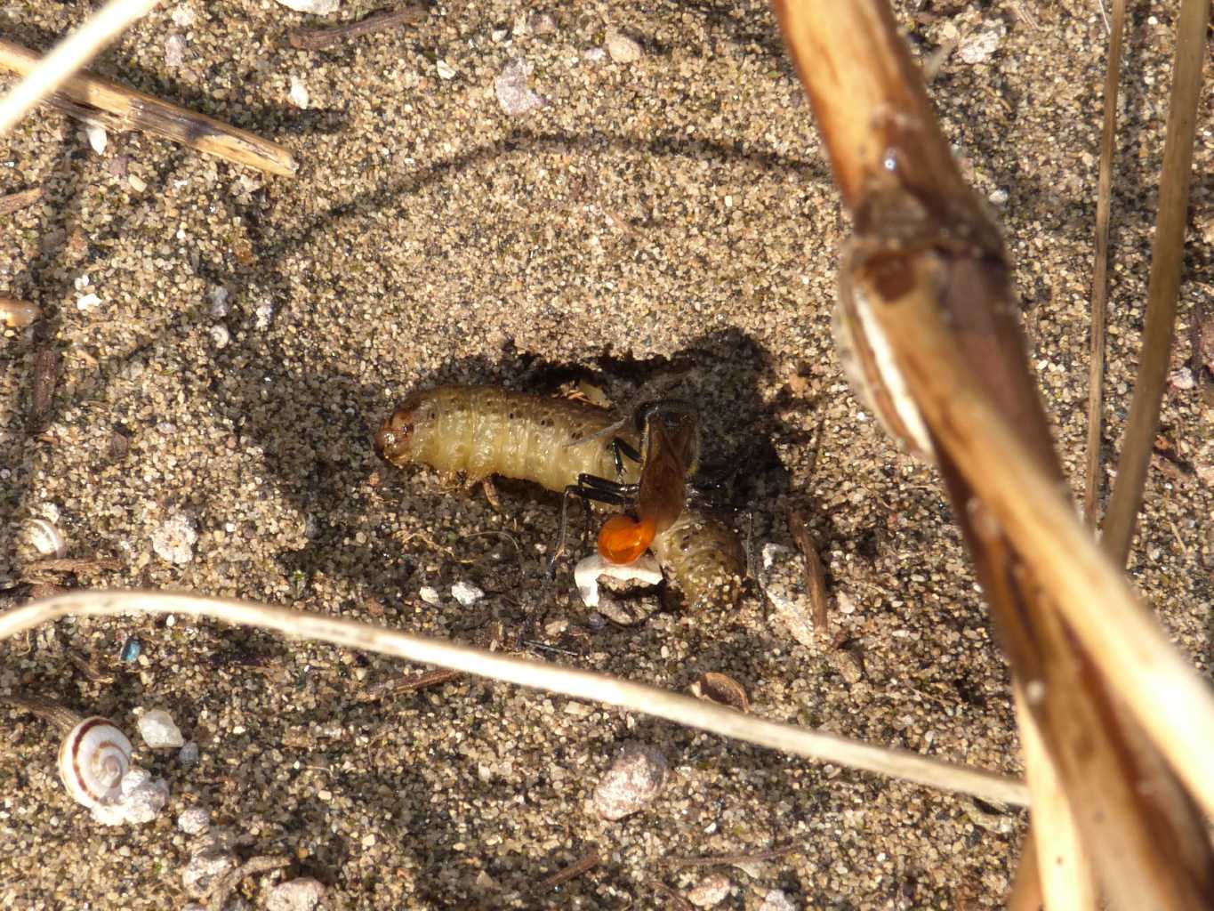 Ammophila: comportamento strano